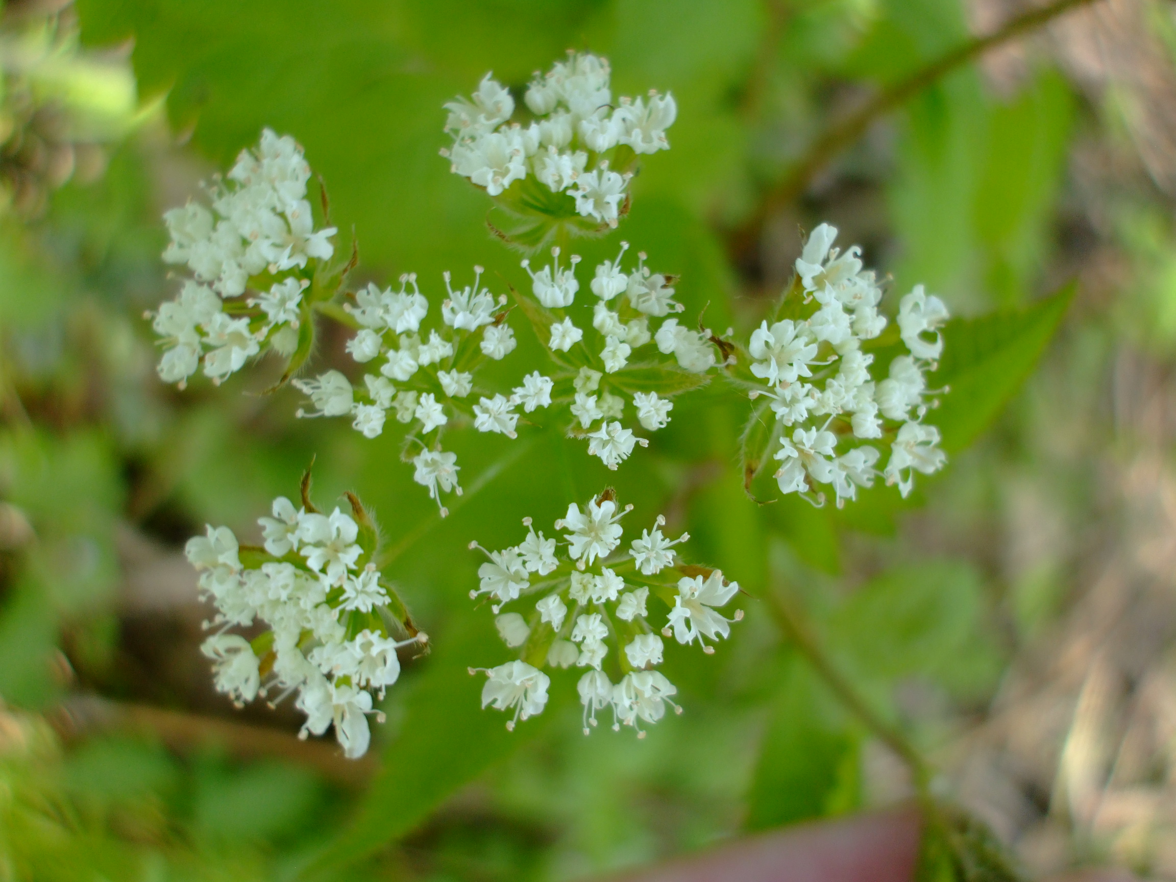 Osmorhiza longistylis